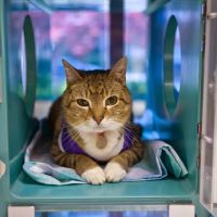 Red Bank Veterinary Hospital (RBVH) - Hillsborough ico