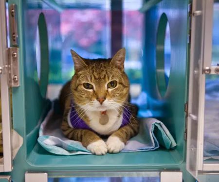 Red Bank Veterinary Hospital (RBVH) - Hillsborough