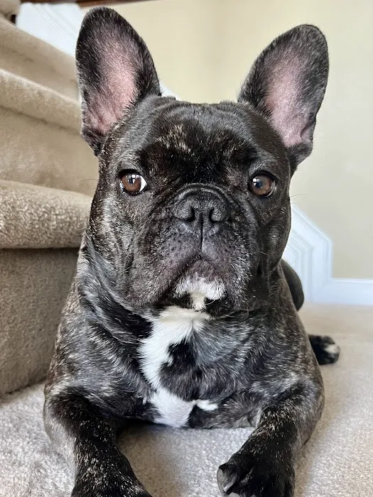 Red Bank Veterinary Hospital (RBVH) - Hillsborough Picture 9