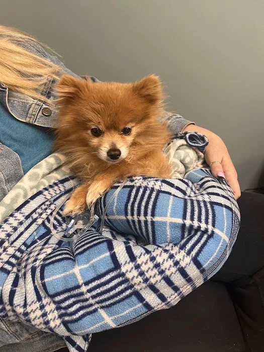 Red Bank Veterinary Hospital (RBVH) - Hillsborough Picture 7