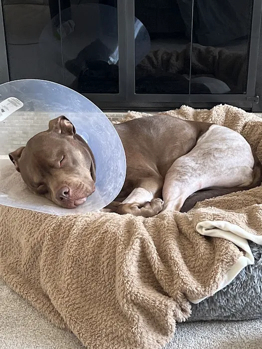 Red Bank Veterinary Hospital (RBVH) - Hillsborough Picture 2