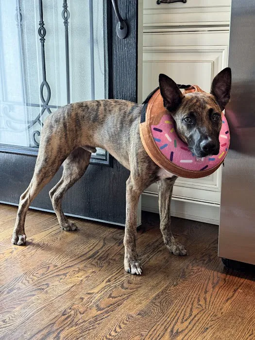 Red Bank Veterinary Hospital (RBVH) - Hillsborough Picture 8