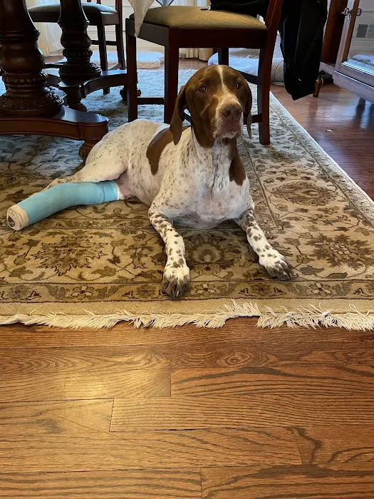 Red Bank Veterinary Hospital (RBVH) - Hillsborough Picture 5