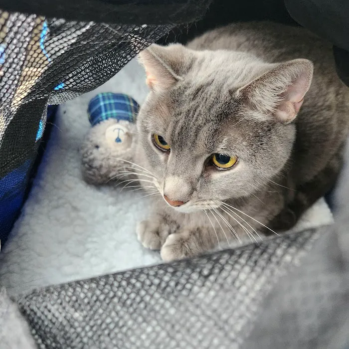 Red Bank Veterinary Hospital (RBVH) - Hillsborough Picture 4