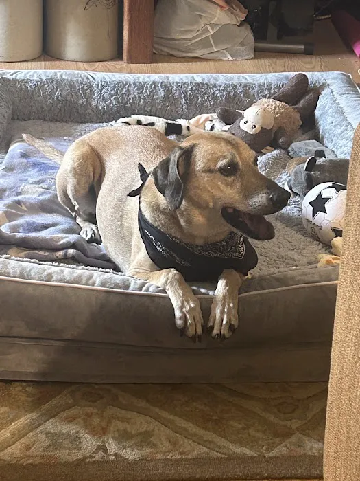 Red Bank Veterinary Hospital (RBVH) - Hillsborough Picture 10