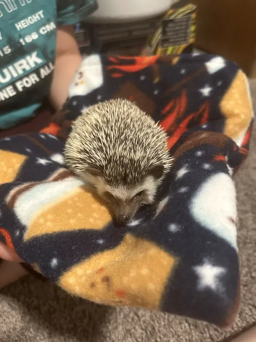 Dave's Domestic Hedgehogs Picture 9