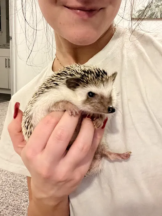 Dave's Domestic Hedgehogs Picture 8