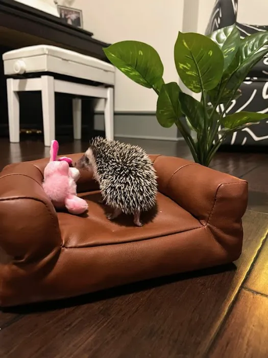 Dave's Domestic Hedgehogs Picture 4