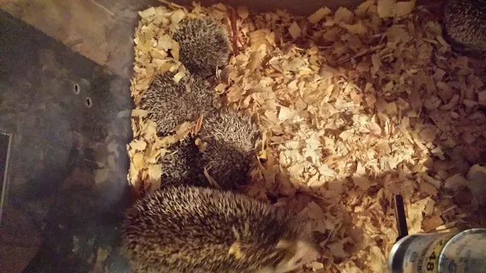 Dave's Domestic Hedgehogs Picture 7