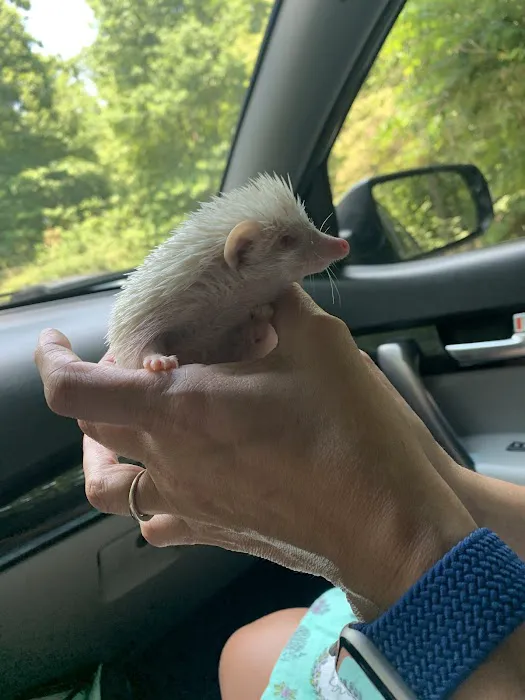 Dave's Domestic Hedgehogs Picture 10