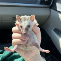 Dave's Domestic Hedgehogs ico