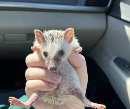 Dave's Domestic Hedgehogs