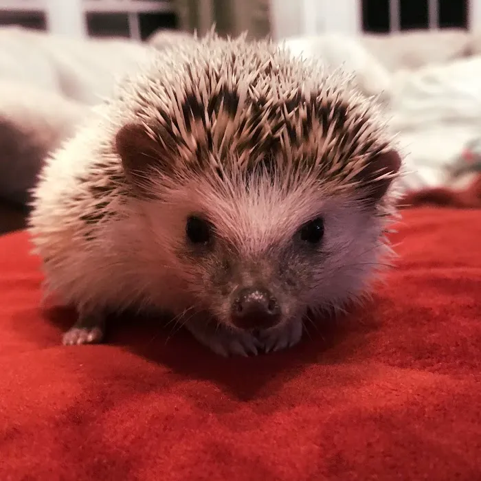 Dave's Domestic Hedgehogs Picture 3