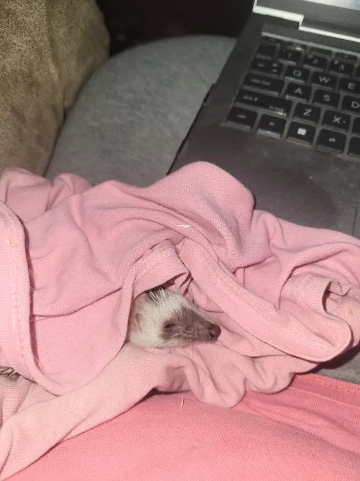 Dave's Domestic Hedgehogs Picture 6