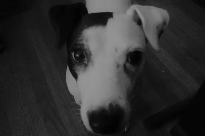 Mendham Animal Hospital Picture 4