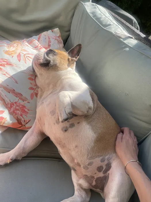 Mendham Animal Hospital Picture 3