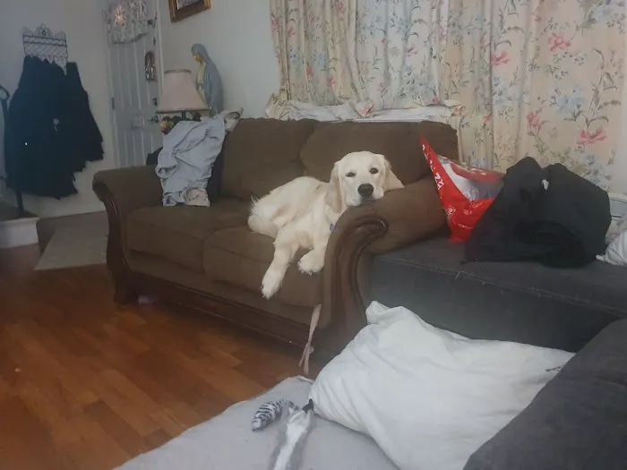 Mendham Animal Hospital Picture 8