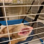 Petco