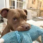 EarthWise Pet Wake Forest