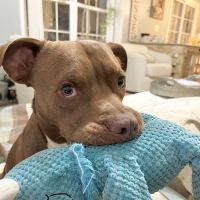 EarthWise Pet Wake Forest ico