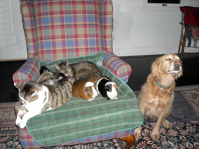 Chester Animal Hospital Picture 4