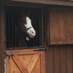 B.W. Furlong & Associates