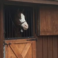 B.W. Furlong & Associates ico