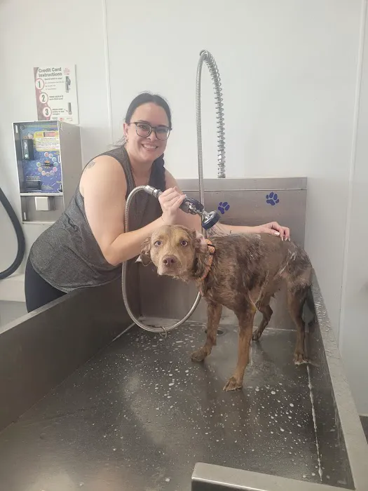 Pet Wash 24 Picture 7