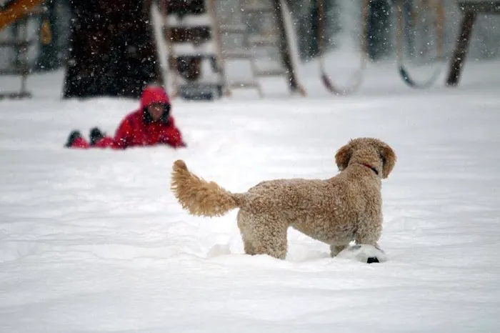 Oldwick Animal Hospital Picture 3