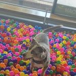 EarthWise Pet Supply & Grooming - Fuquay