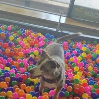 EarthWise Pet Supply & Grooming - Fuquay ico