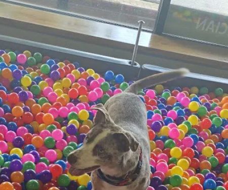 EarthWise Pet Supply & Grooming - Fuquay