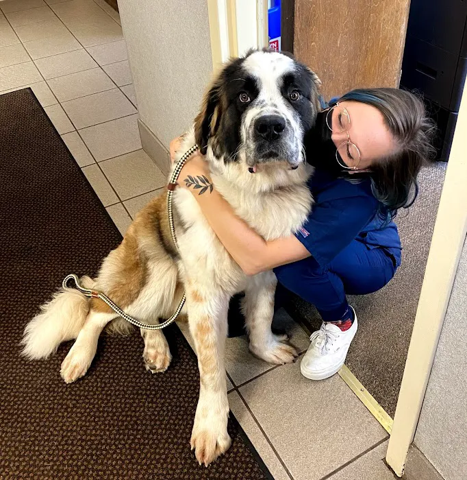 American Animal Hospital Picture 1