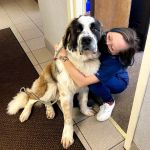 American Animal Hospital