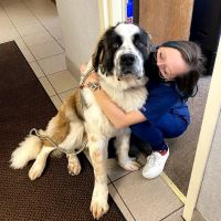 American Animal Hospital ico