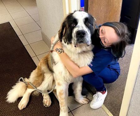 American Animal Hospital