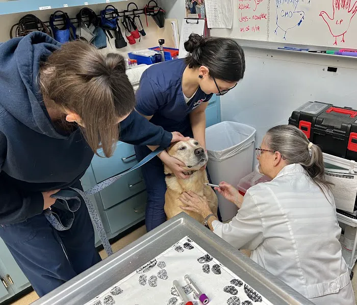 American Animal Hospital Picture 8