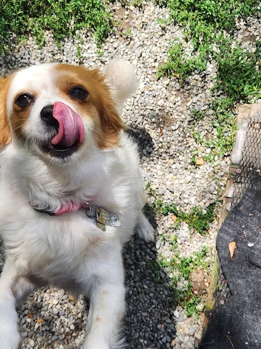 VCA Morris Plains Animal Hospital Picture 2