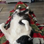 VCA Morris Plains Animal Hospital