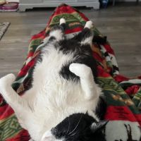 VCA Morris Plains Animal Hospital ico