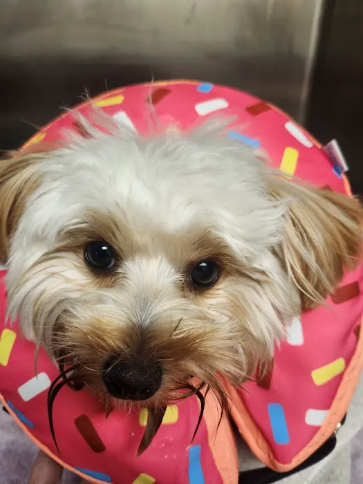 VCA Morris Plains Animal Hospital Picture 7