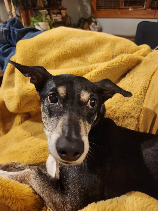 VCA Morris Plains Animal Hospital Picture 3