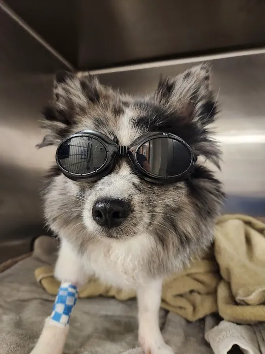 VCA Morris Plains Animal Hospital Picture 6