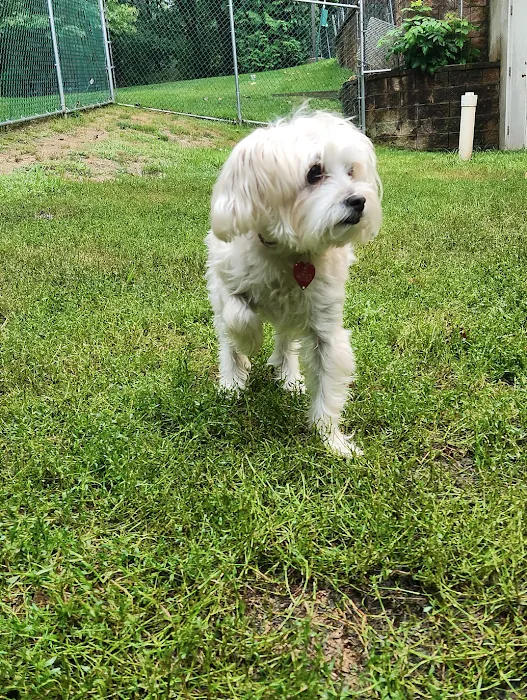 VCA Morris Plains Animal Hospital Picture 8