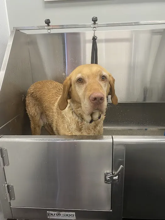 Just Dog People Picture 2