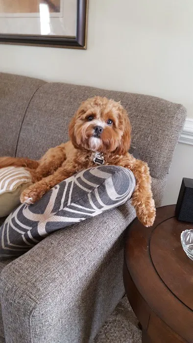 Just Dog People Picture 10