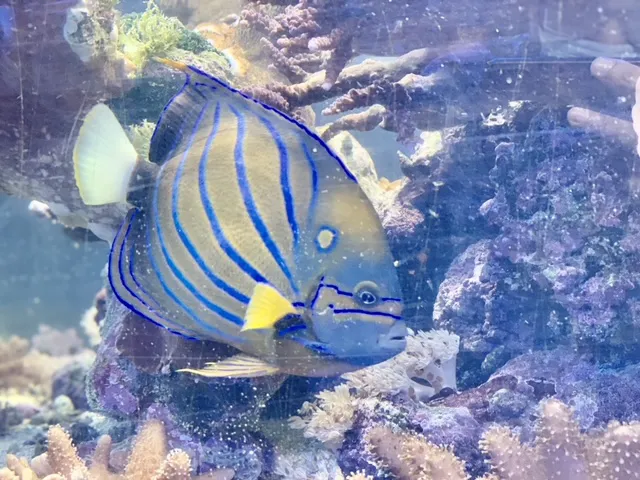 Reef Keepers Aquariums Picture 2