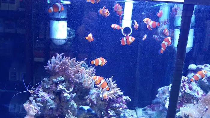 Reef Keepers Aquariums Picture 9