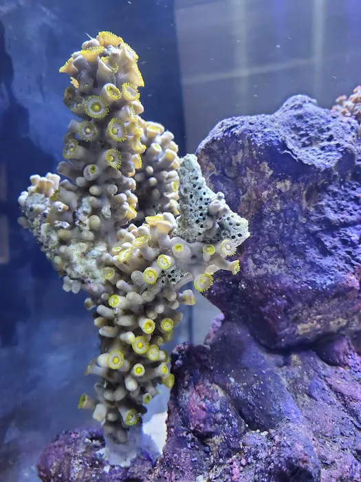Reef Keepers Aquariums Picture 6