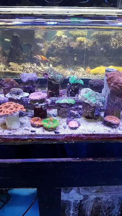 Reef Keepers Aquariums Picture 8